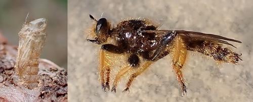 Pogonosoma maroccanum